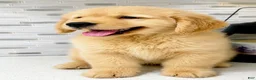 Golden Retriever dogs for sale: Golden Retriever 1 - Ad 3