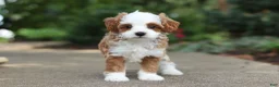 Cavapoo dogs for sale: Mr Bentley - Ad 16