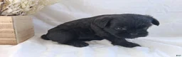 Affenpinscher dogs for sale: LLW JAMES - Ad 4