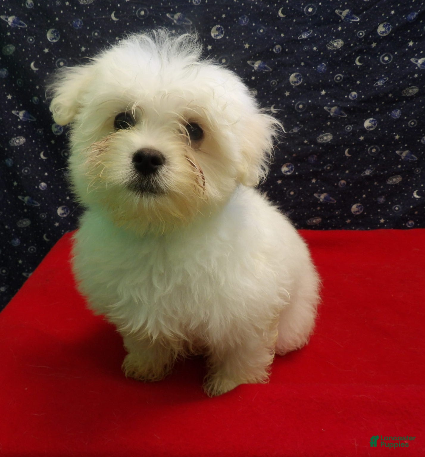 Maltese dogs Macho - Ad 6