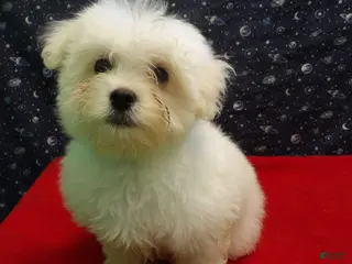 Maltese dogs Macho - Ad 6