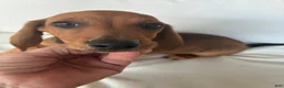 Dachshund dogs for sale: Dachshund 1 - Ad 1