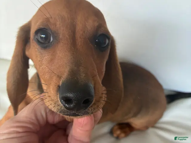 Dachshund dogs for sale: Dachshund 1 - Ad 1
