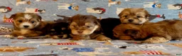 Shorkie dogs for sale: Shorkie 2 - Ad 9