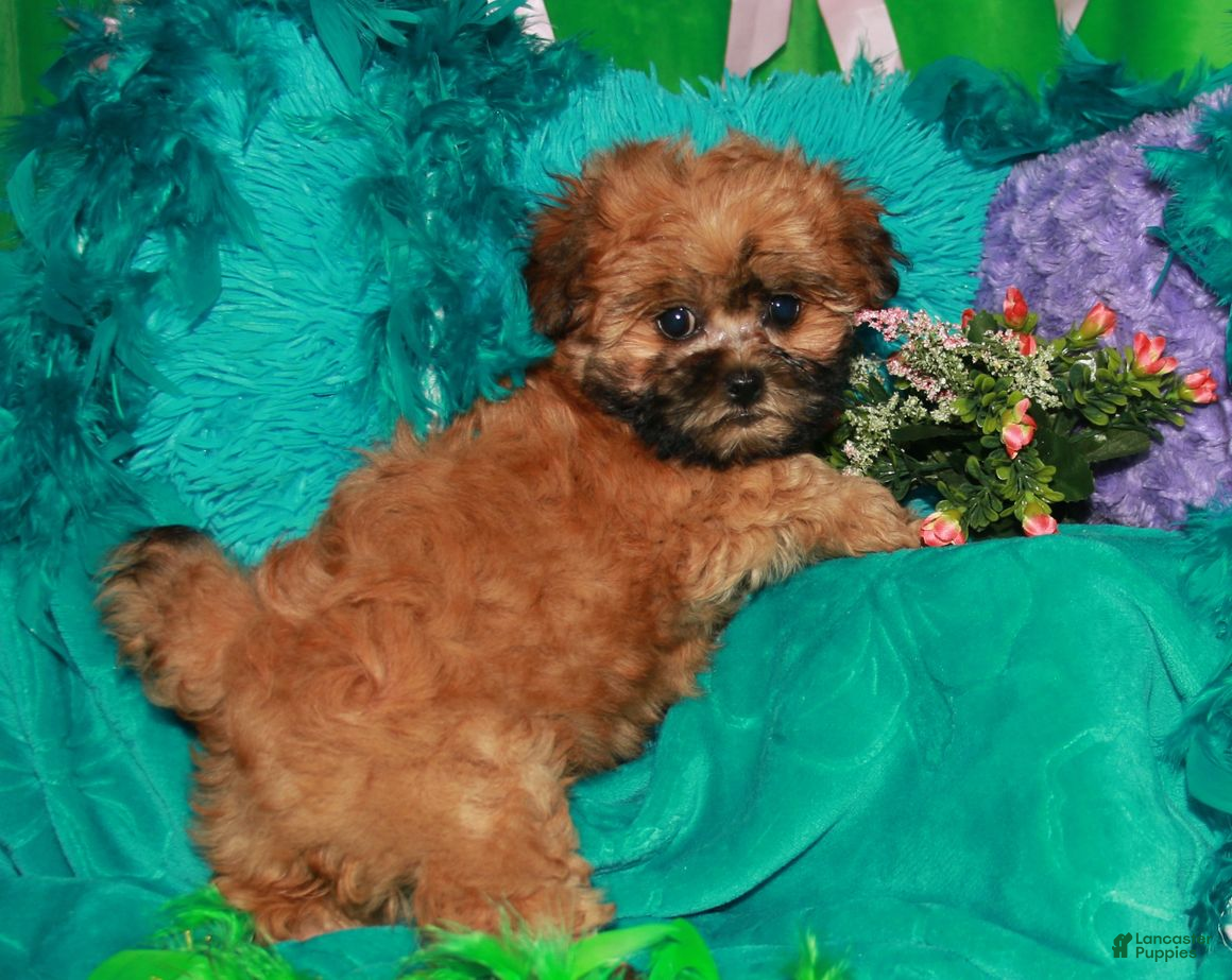 Shihpoo dogs CoCo - Ad 1