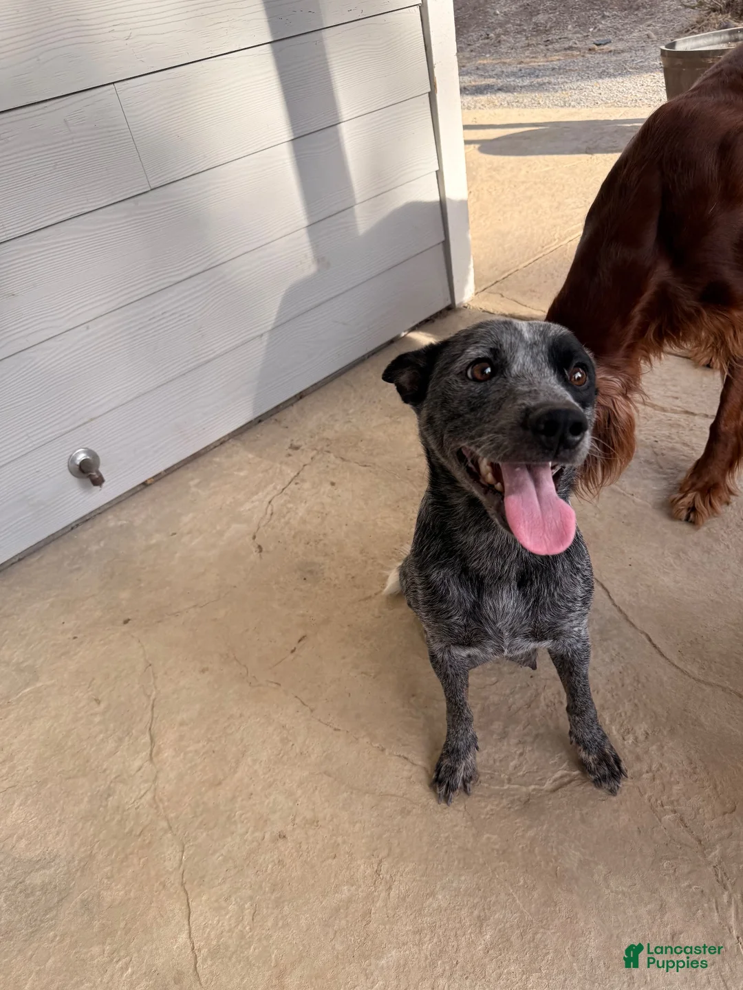 Australian Cattle Dog dogs for sale: Australian Cattle Dog 1 - Ad 3