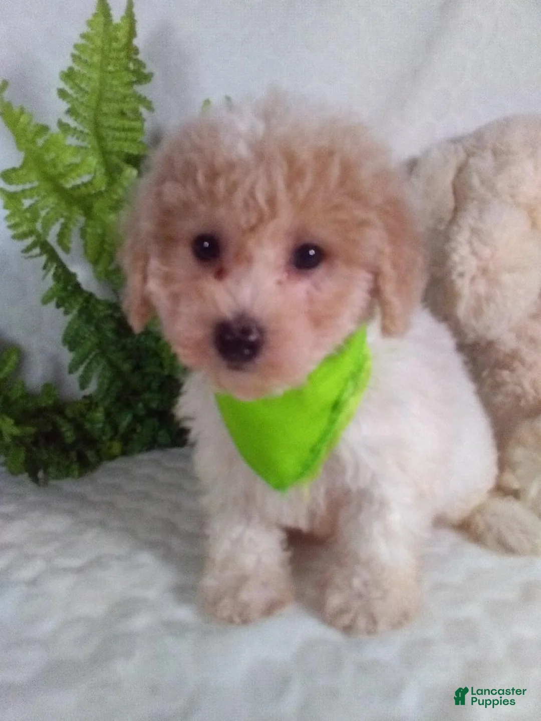 Bichpoo dogs for sale: Jax - Ad 2