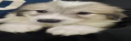 Great Pyrenees dogs for sale: Daisy - Ad 6