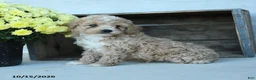 Shihpoo dogs for sale: Arthur - Ad 4
