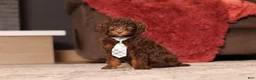Miniature Poodle dogs for sale: Jax (AKC) - Ad 4