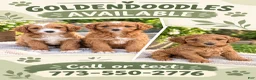 Goldendoodle dogs for sale: Goldendoodle 1 - Ad 3