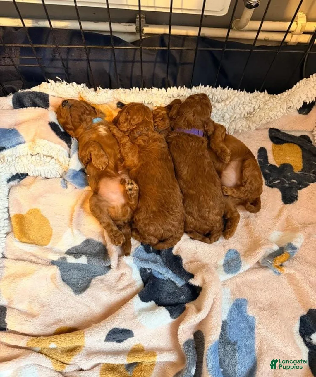 Cavapoo dogs for sale: Nicky - Ad 3