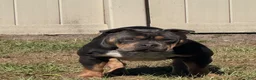 American Bully dogs for sale: Leviathan  - Ad 30