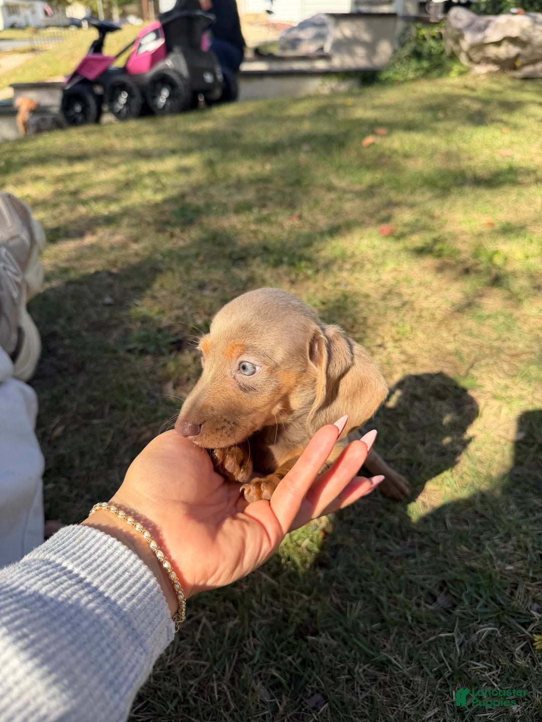 Miniature Dachshund dogs for sale: Belle - Ad 1