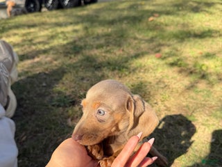 Miniature Dachshund dogs Belle - Ad 10