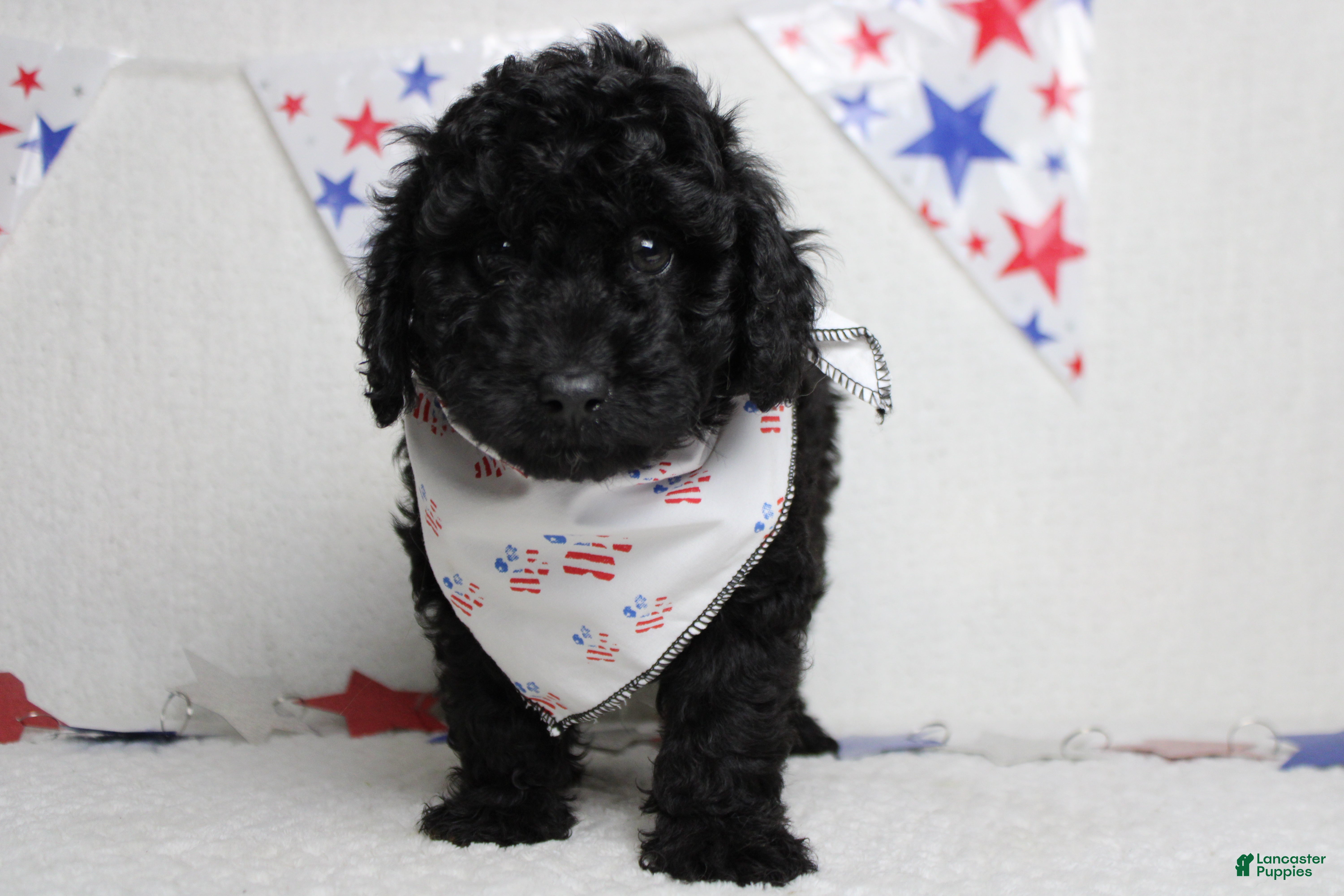 Toy Poodle dogs Dave  - Ad 11