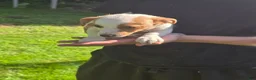 Jack Russell Terrier dogs for sale: Jack Russell Terrier 1 - Ad 3