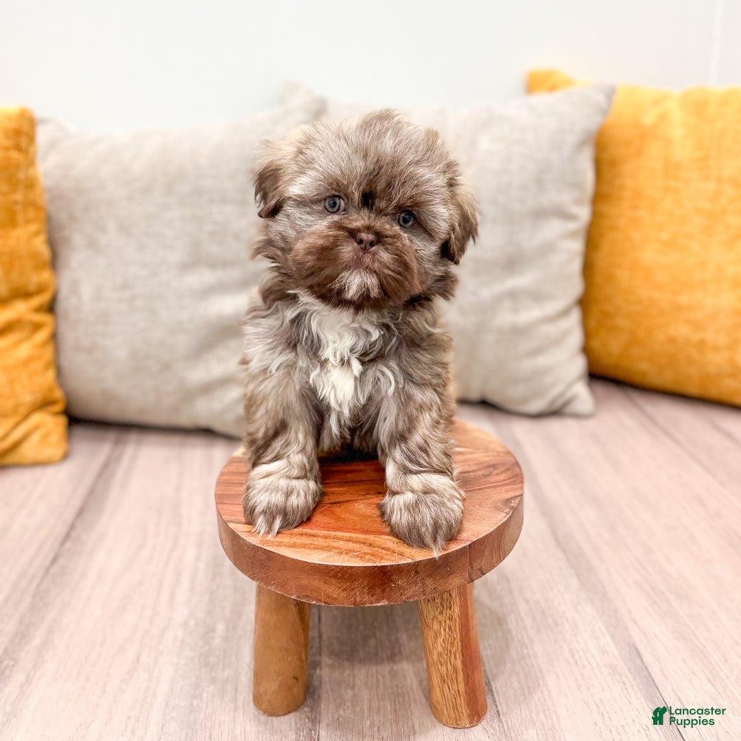Shih Tzu dogs for sale: Chip - Ad 8