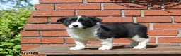 Mixed Breed dogs for sale: Casey - Ad 3