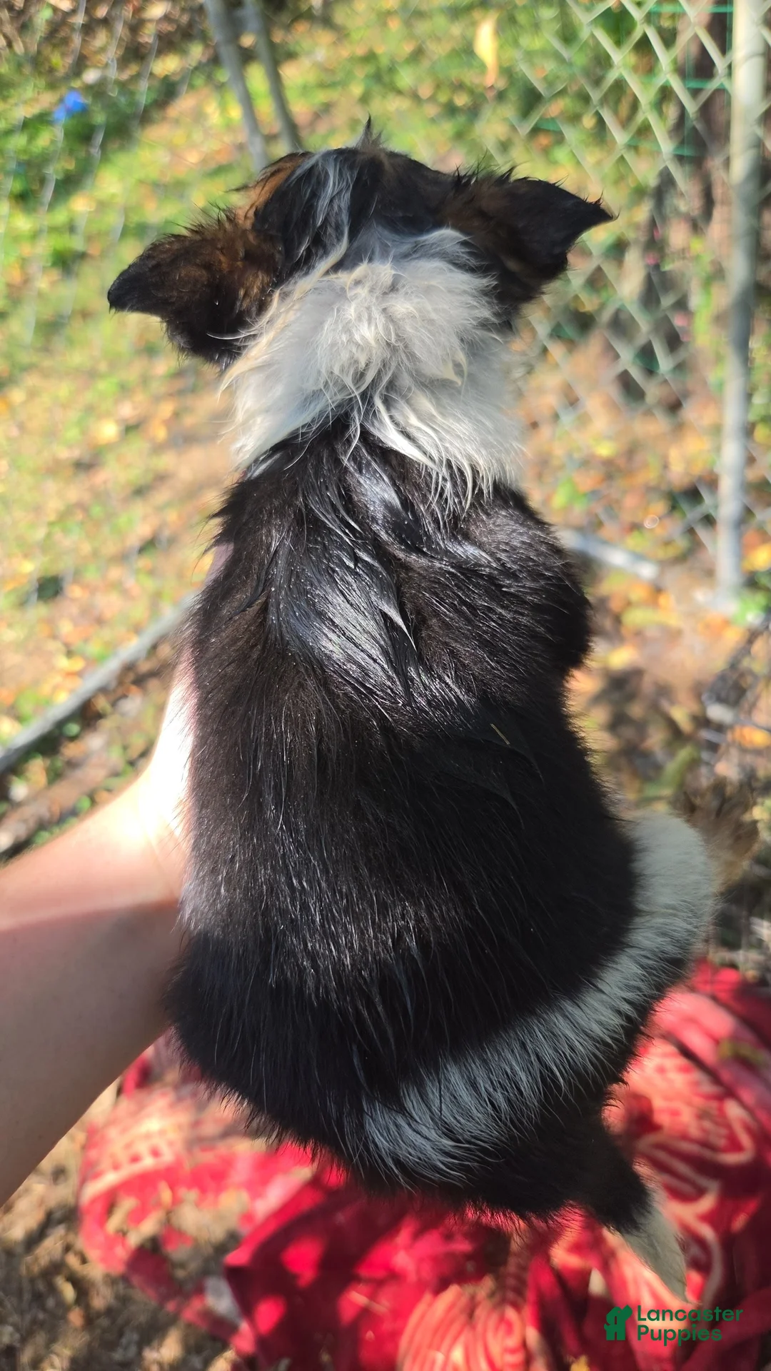 Mixed Breed dogs for sale: Female #2 - Ad 2