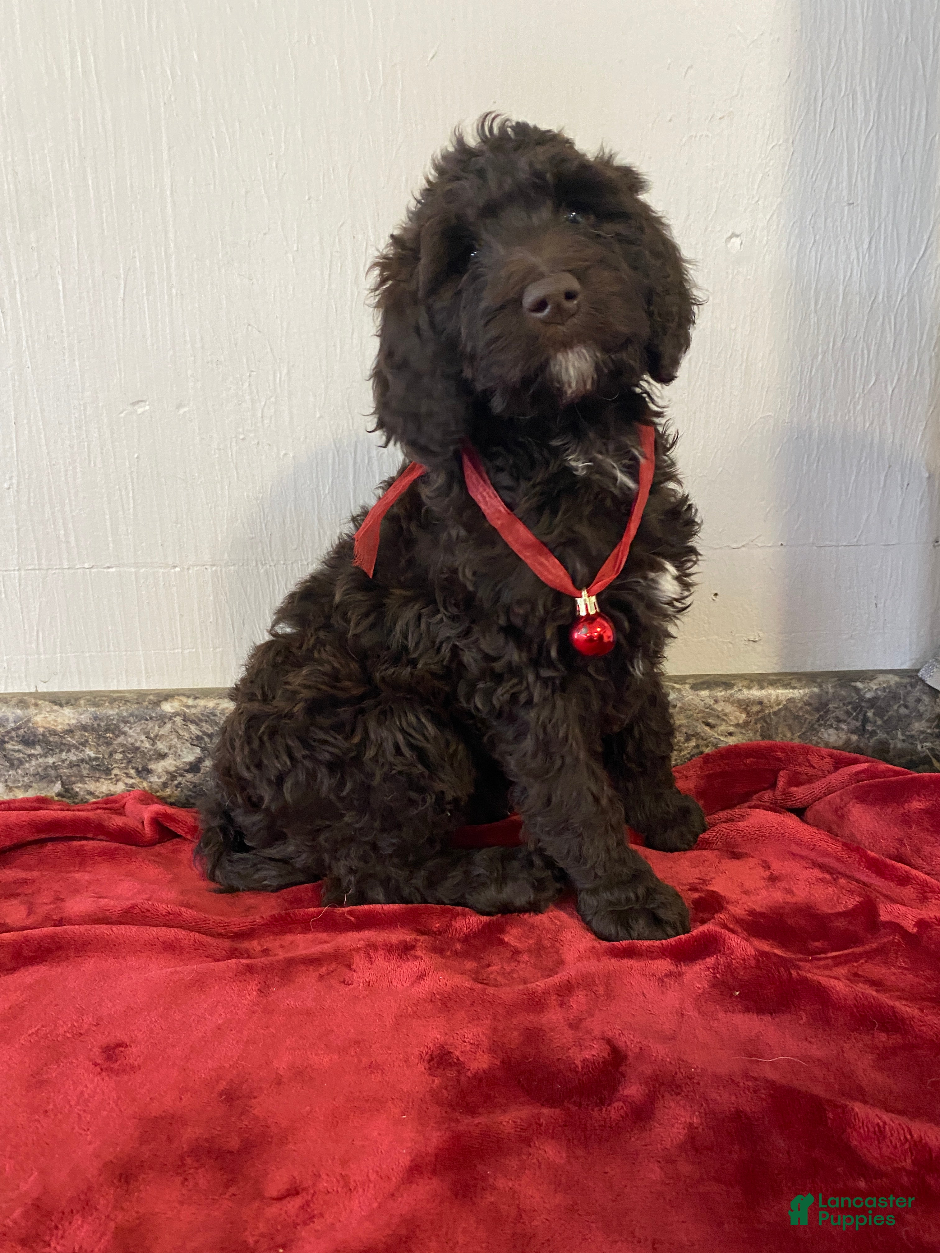 Labradoodle dogs Cookie - Ad 25