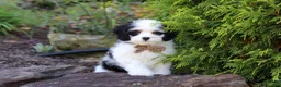 Cavapoo dogs for sale: Brady - Ad 10