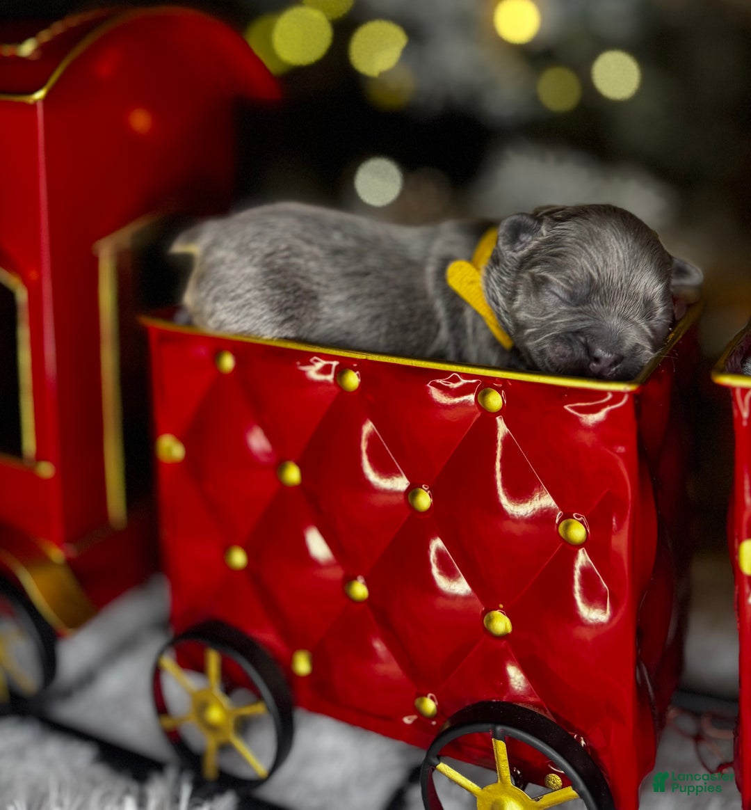 French Bulldog dogs for sale: ST VALENTINE  - Ad 3