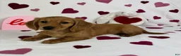 Miniature Dachshund dogs for sale: Dolly - Ad 5