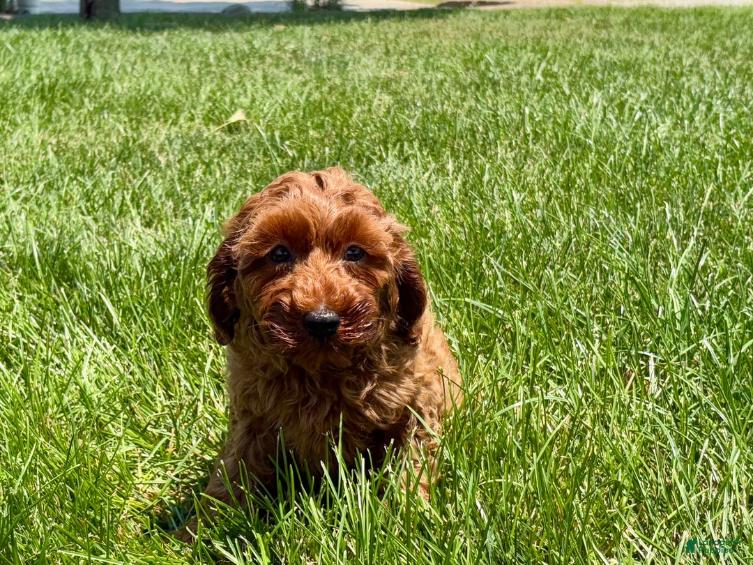 Cockapoo dogs for sale: Raina - Ad 3
