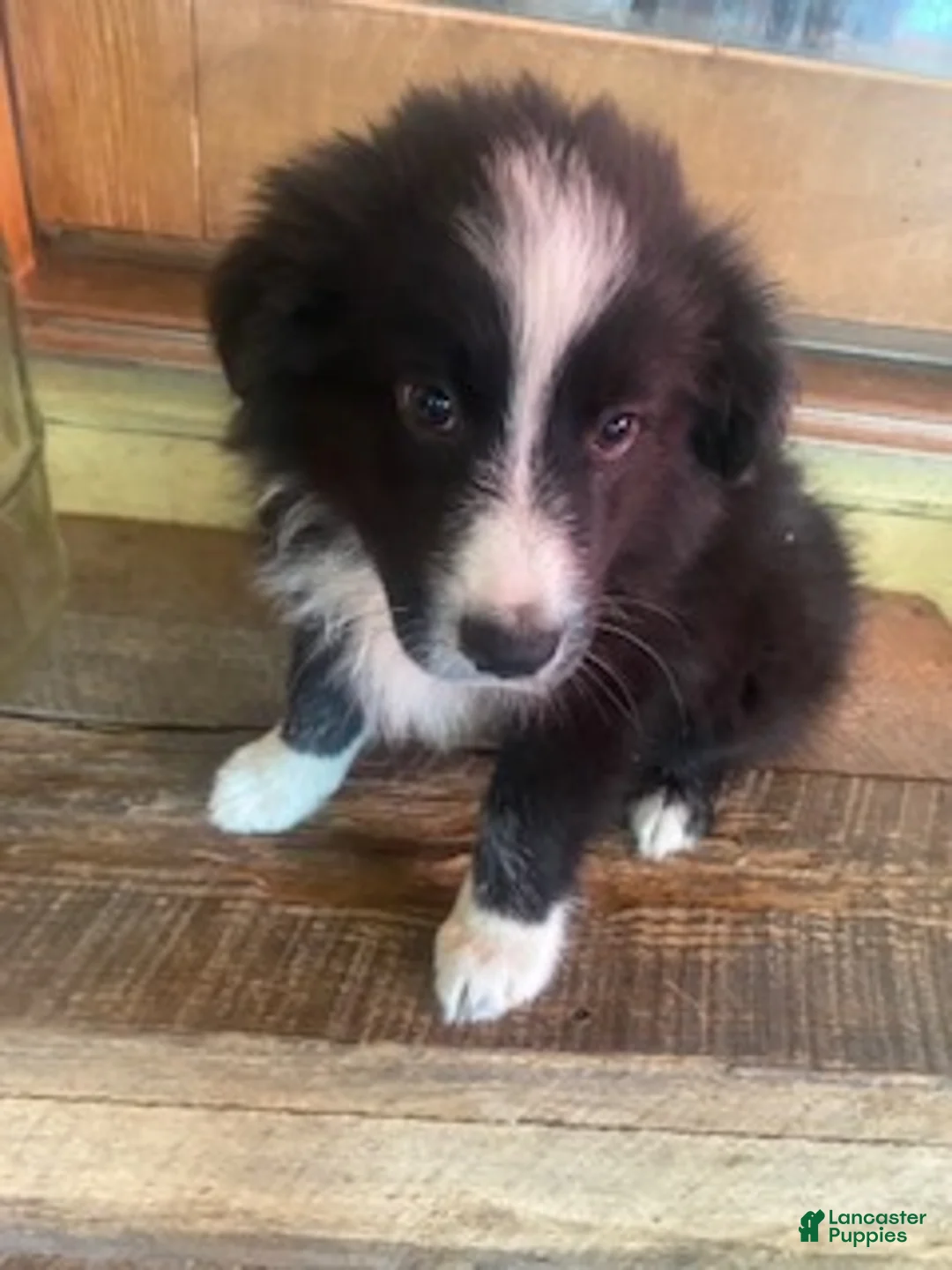 Australian Shepherd dogs for sale: Australian Shepherd 6 - Ad 2
