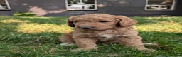 Goldendoodle dogs for sale: Annie  - Ad 4