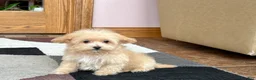 Maltipoo dogs for sale: Maltipoo Male Puppy 1 - Ad 2