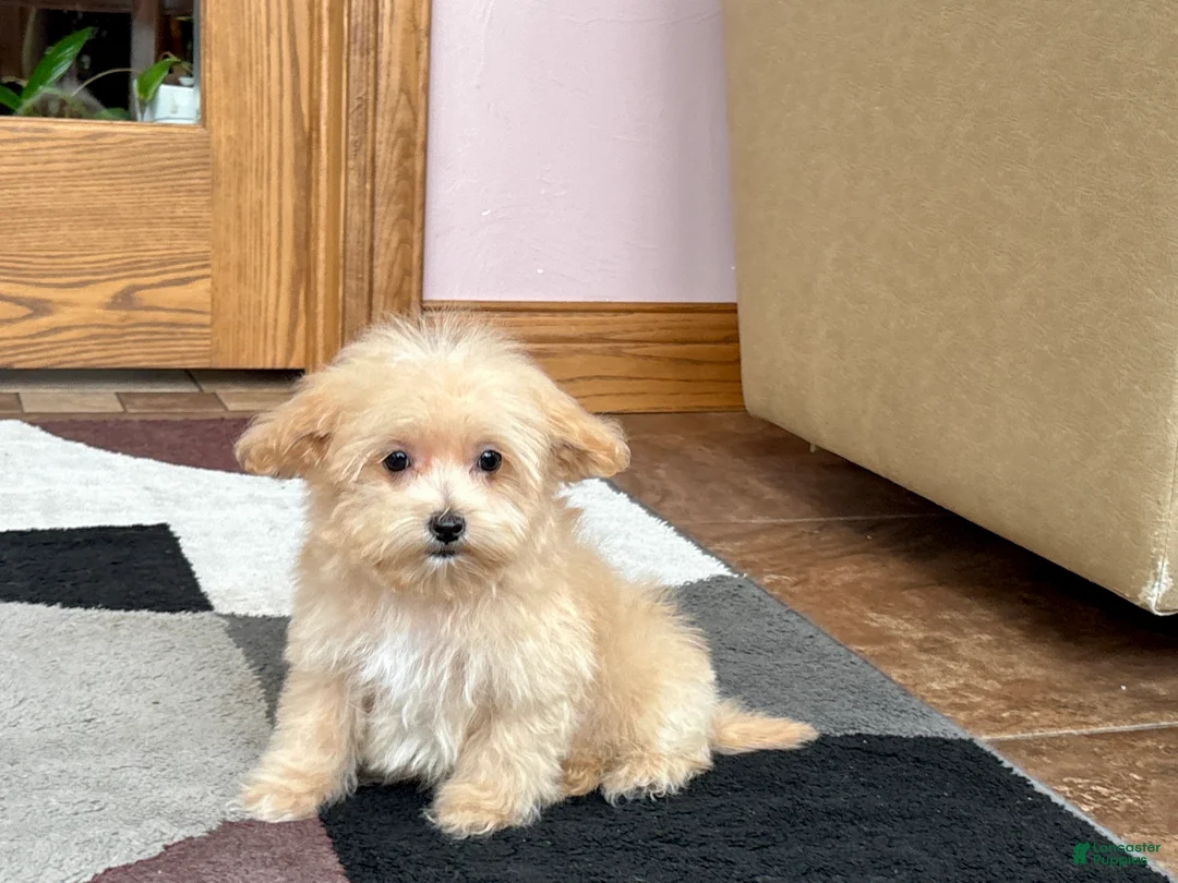 Maltipoo dogs for sale: Maltipoo Male Puppy 1 - Ad 2