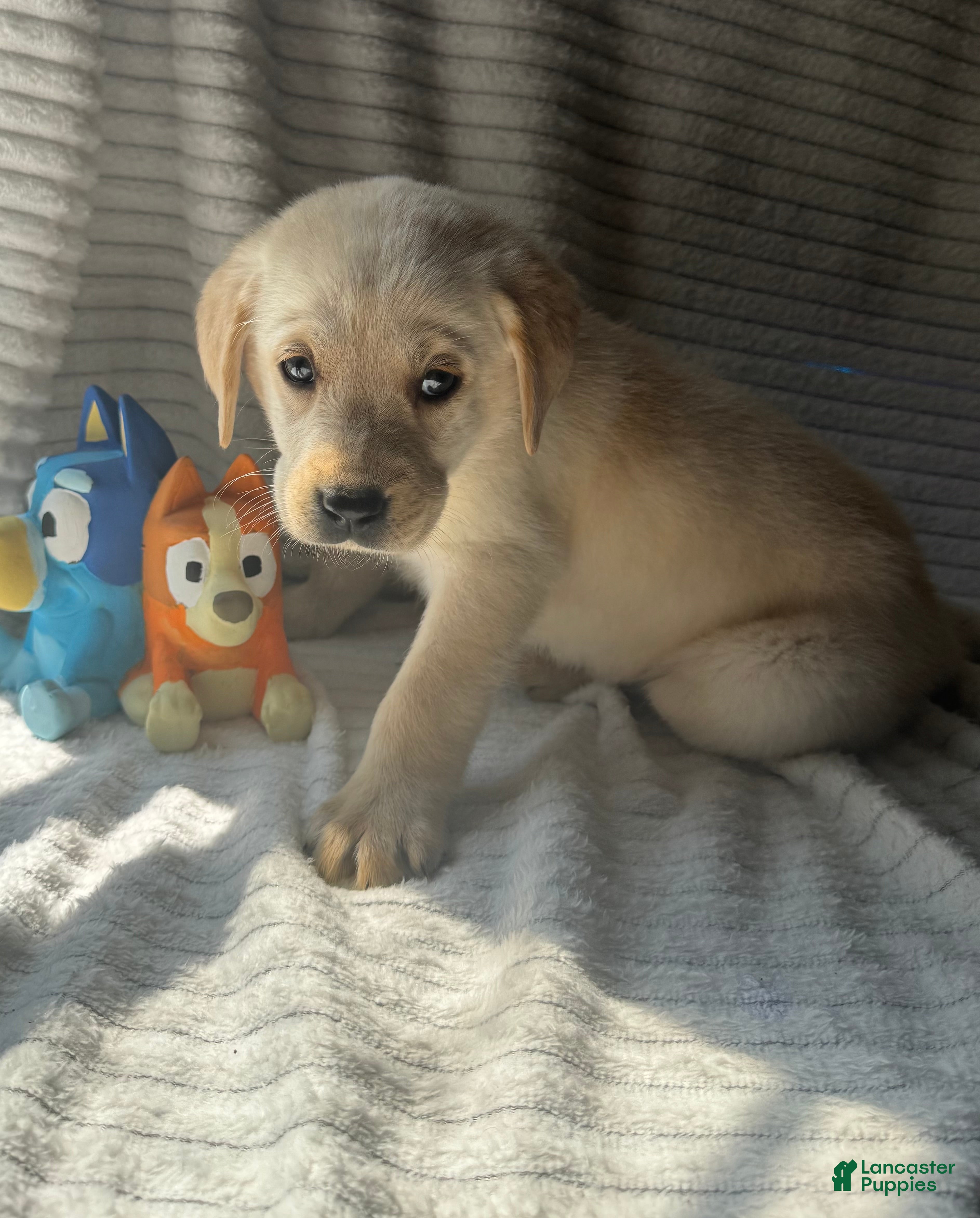 Labrador Retriever dogs Rollie - Ad 2