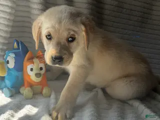 Labrador Retriever dogs Rollie - Ad 2