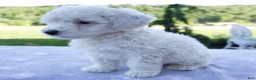Mini Bernedoodle dogs for sale: Felix - Ad 4