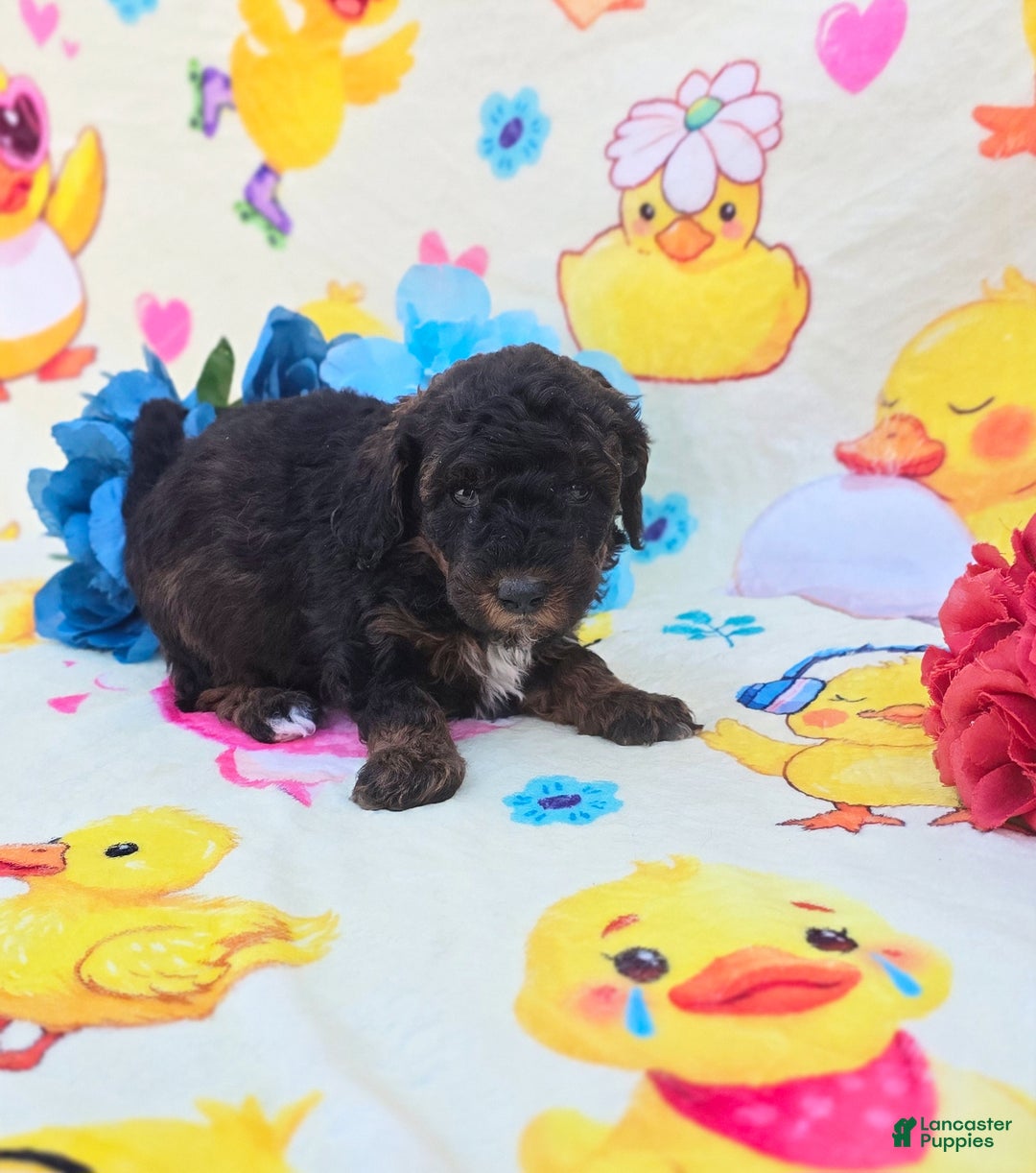 Cavapoo dogs for sale: Token - Ad 4