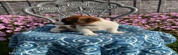 Jack Russell Terrier dogs for sale: Dover - Ad 3