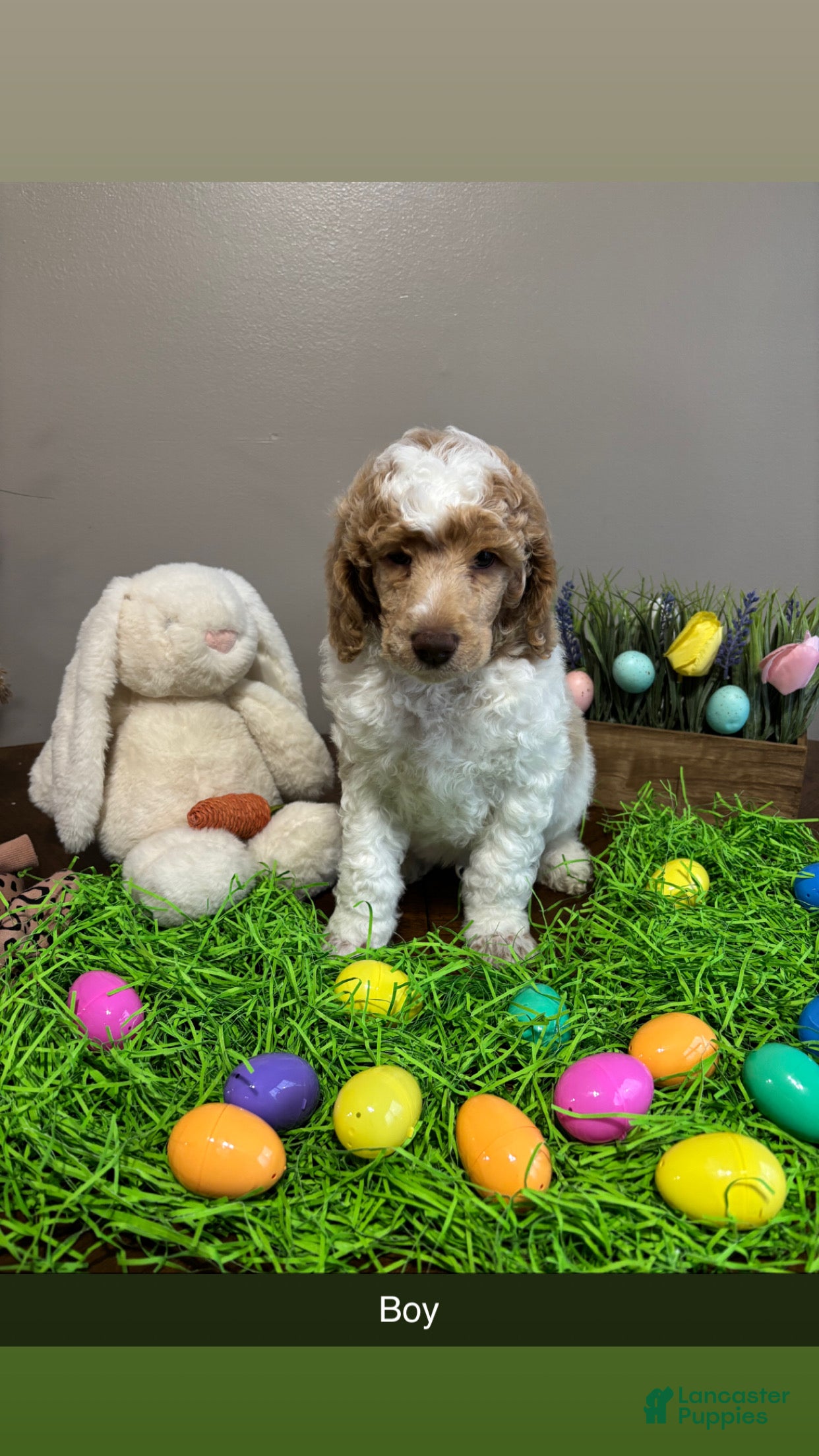 Standard Poodle dogs Luka - Ad 1