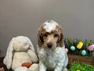 Standard Poodle dogs for sale: Luka - Ad 1