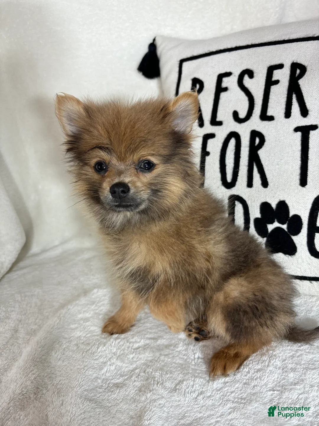 Pomeranian dogs for sale: Pom Pom - Ad 1