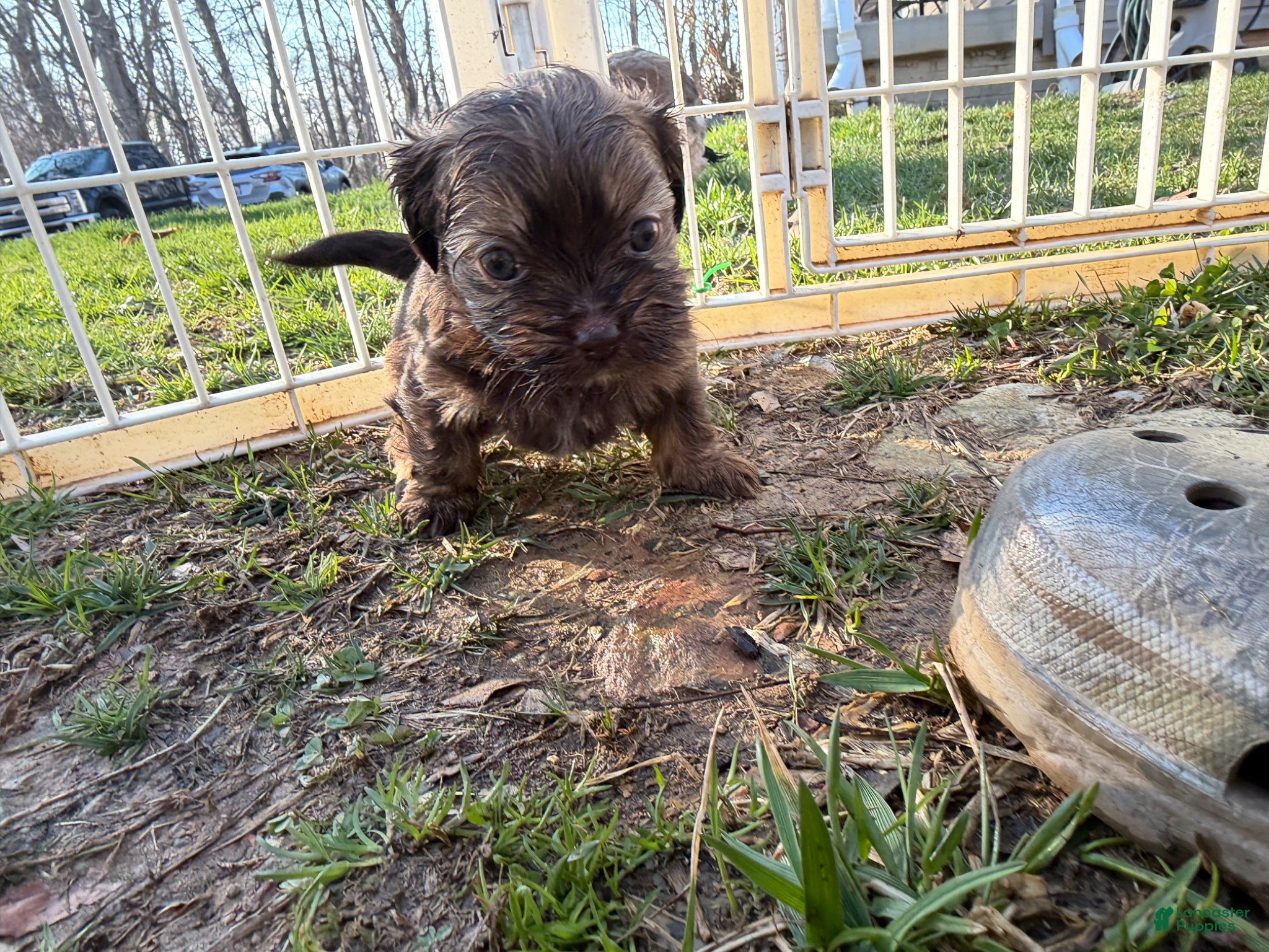 Shih Tzu dogs Bailey - Ad 2