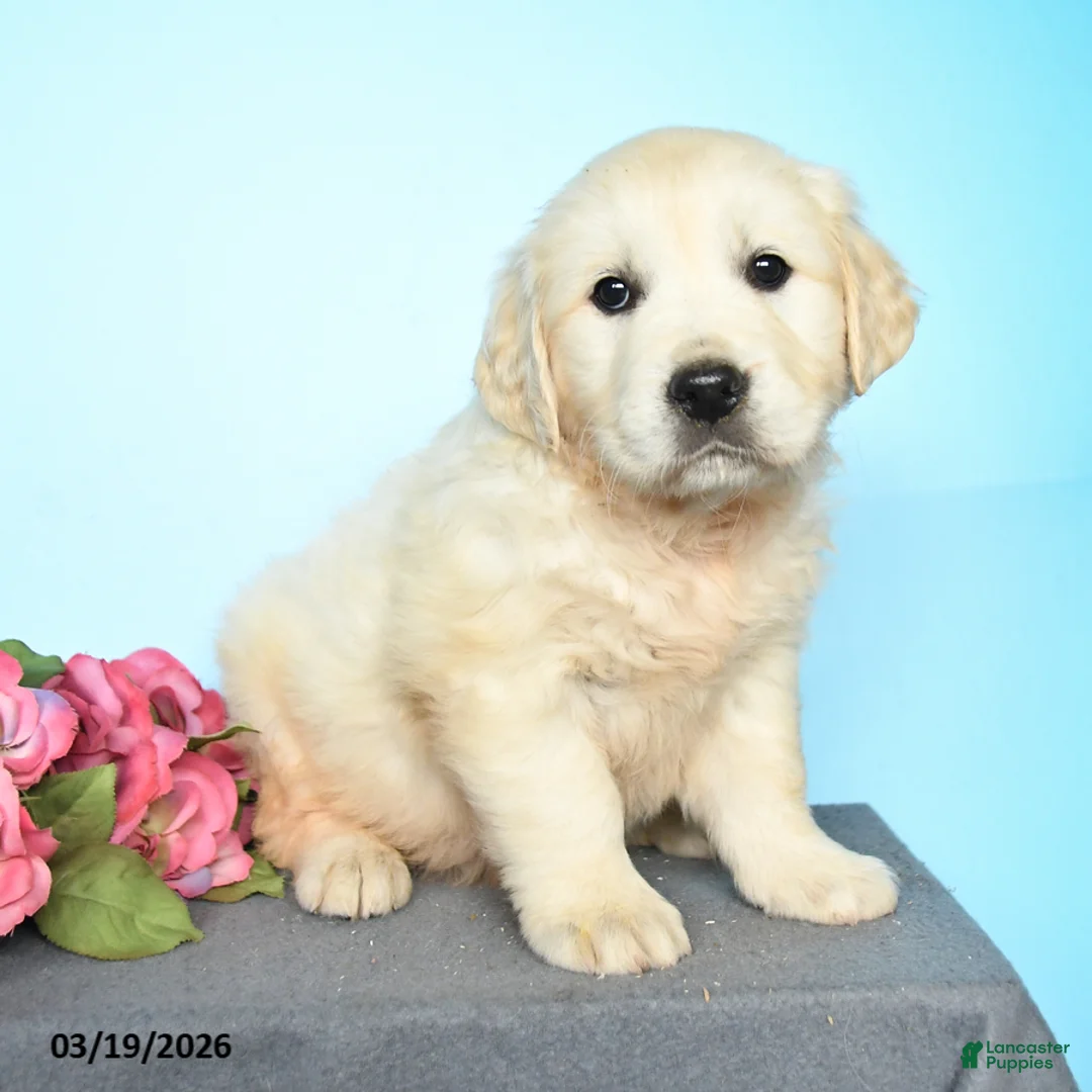 Golden Retriever dogs for sale: Dawn - Ad 2