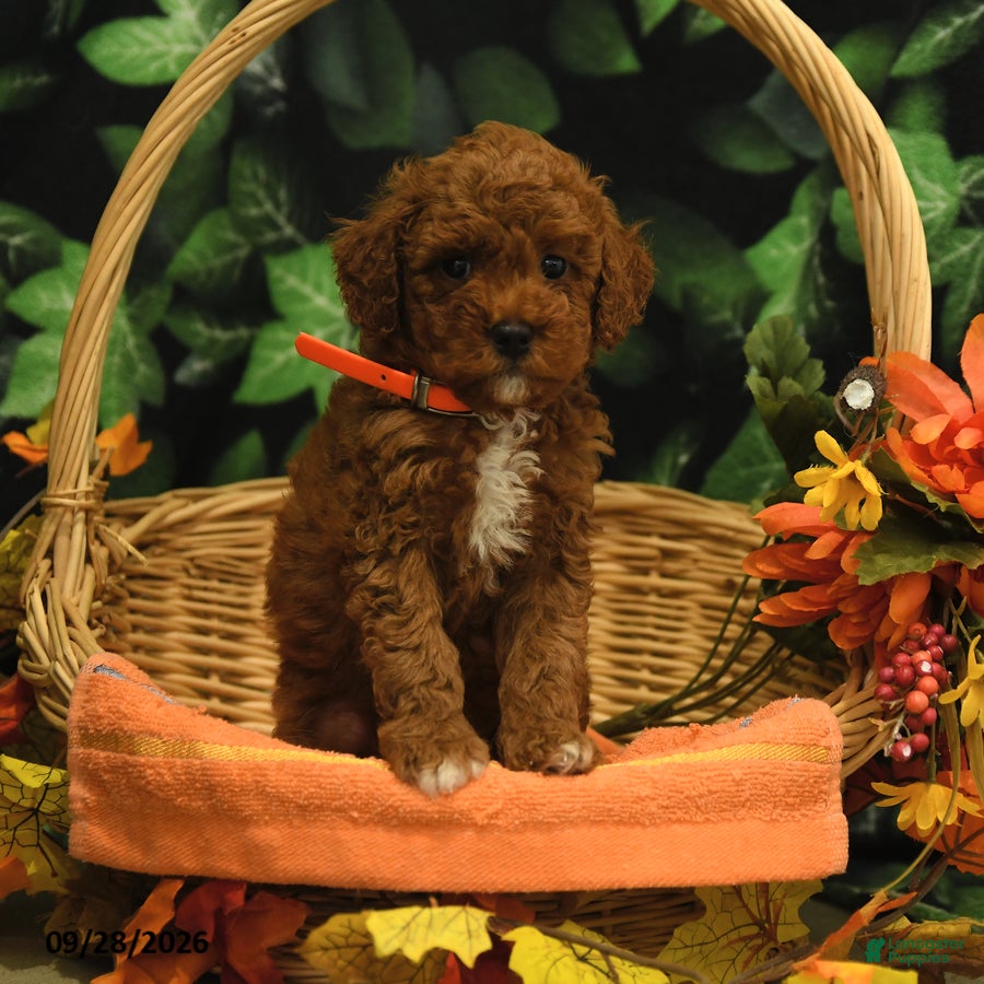 Miniature Poodle dogs Ginger - Ad 2