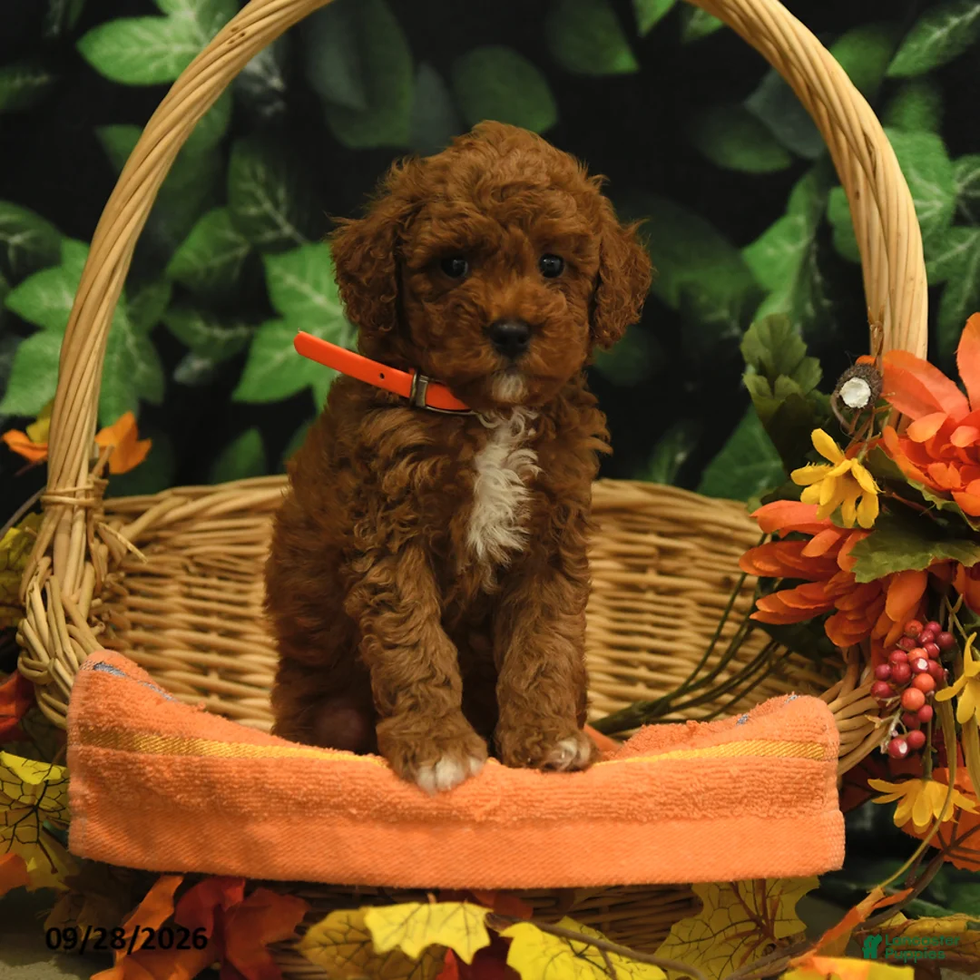 Miniature Poodle dogs for sale: Ginger - Ad 2