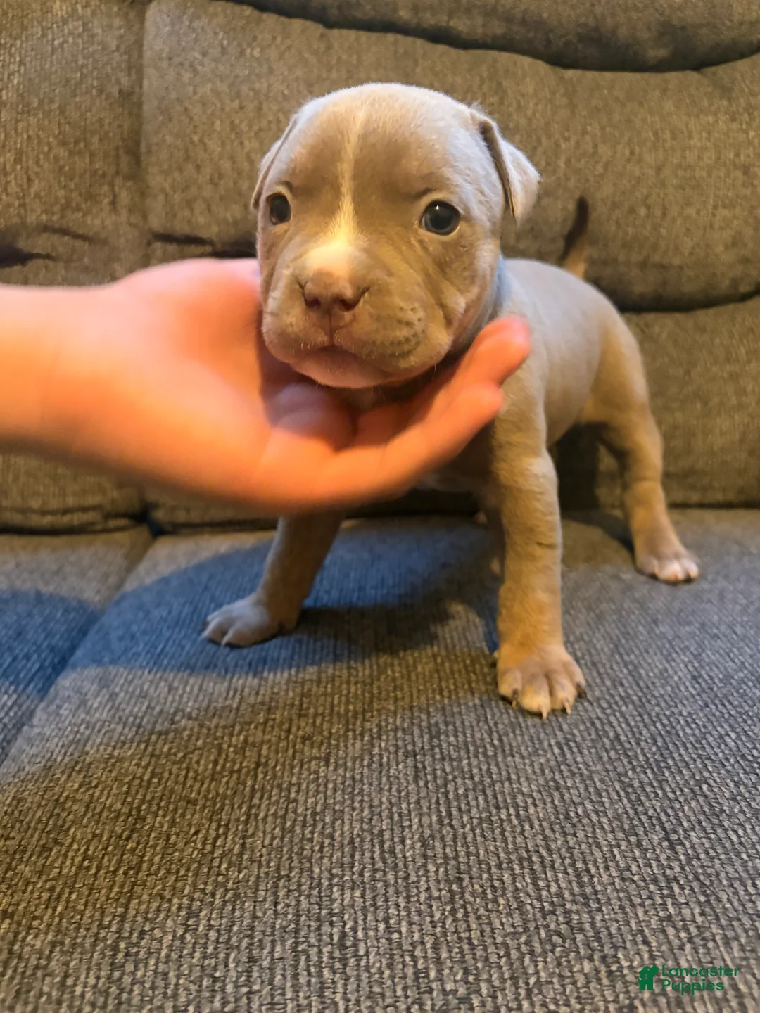 American Pit Bull Terrier dogs for sale: American Pit Bull Terrier Puppy 1 - Ad 2