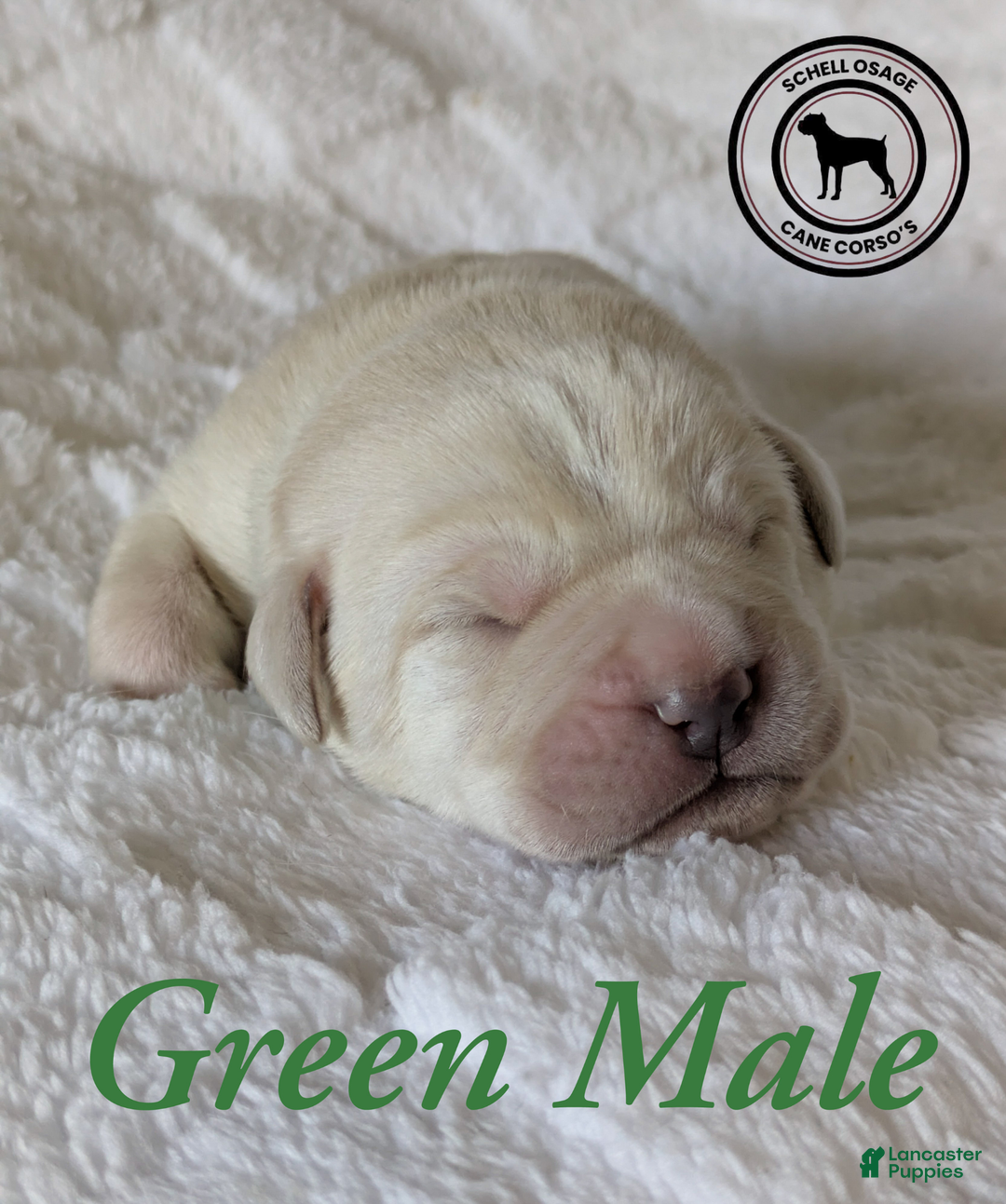 Cane Corso dogs for sale: Green - Ad 5