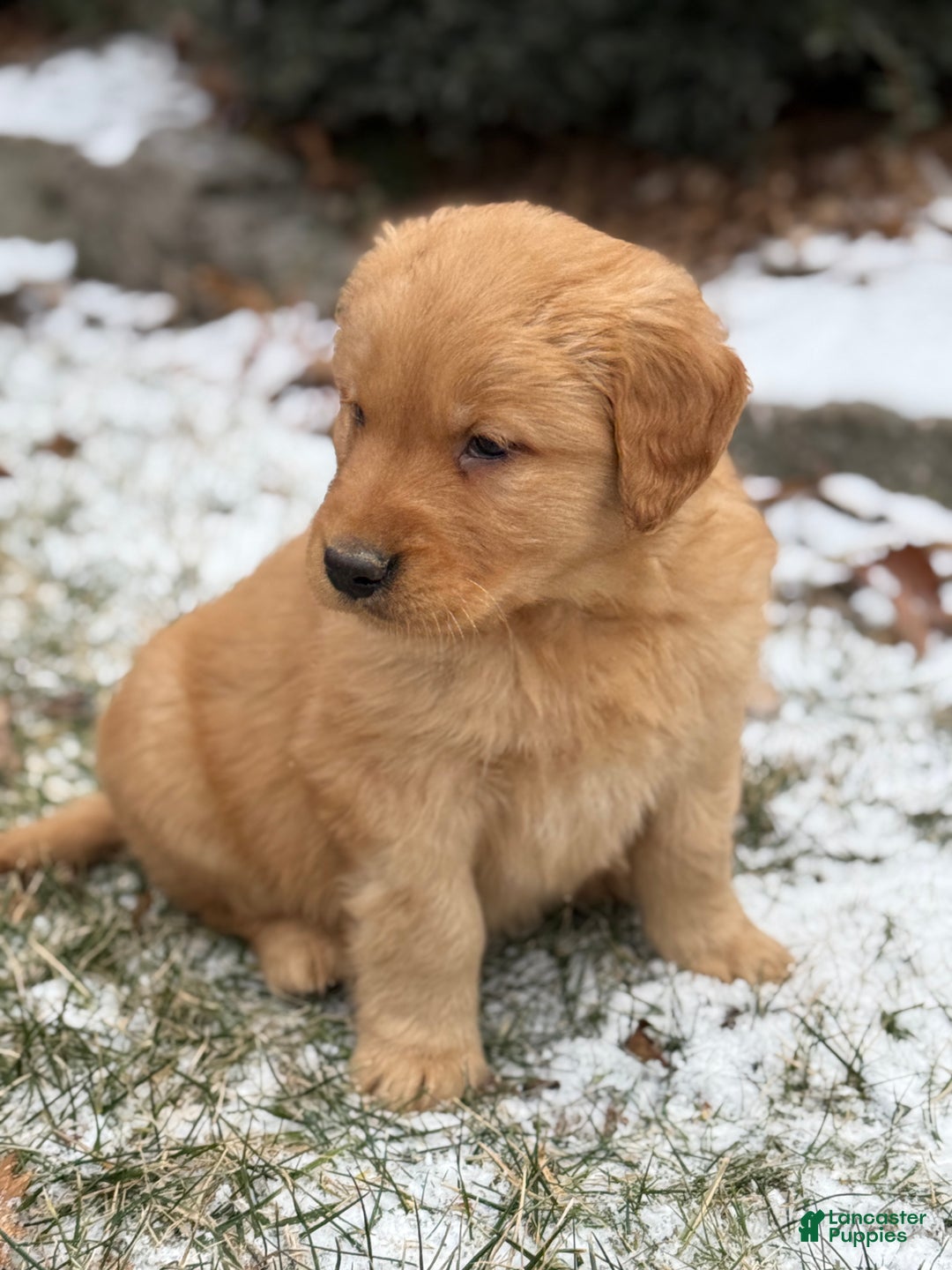 Golden Retriever dogs for sale: Sambo - Ad 7