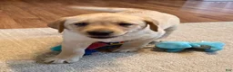 Labrador Retriever dogs for sale: Ellie  - Ad 2