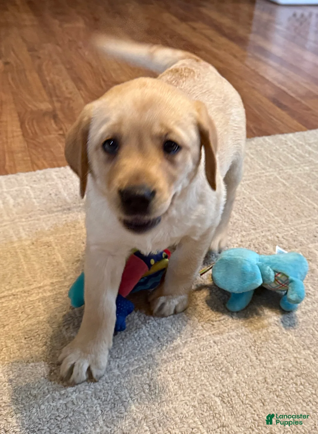 Labrador Retriever dogs for sale: Ellie  - Ad 2